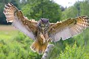 Oehoe (Bubo bubo) 6-2016 0794